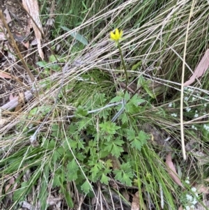 Ranunculus plebeius at Tidbinbilla Nature Reserve - 15 Oct 2023 12:03 PM