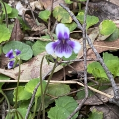 Viola hederacea (Ivy-leaved Violet) at Tidbinbilla Nature Reserve - 15 Oct 2023 by Tapirlord