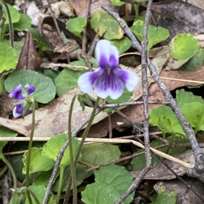 Viola hederacea (Ivy-leaved Violet) at Tidbinbilla Nature Reserve - 15 Oct 2023 by Tapirlord