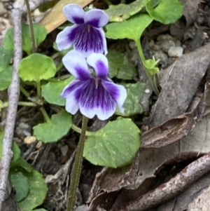 Viola hederacea at Tidbinbilla Nature Reserve - 15 Oct 2023