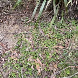 Viola hederacea at Tidbinbilla Nature Reserve - 15 Oct 2023