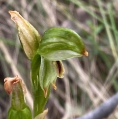 Bunochilus montanus (ACT) = Pterostylis jonesii (NSW) (Montane Leafy Greenhood) at Tidbinbilla Nature Reserve - 15 Oct 2023 by Tapirlord