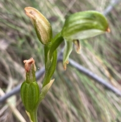 Bunochilus montanus (ACT) = Pterostylis jonesii (NSW) at Tidbinbilla Nature Reserve - 15 Oct 2023