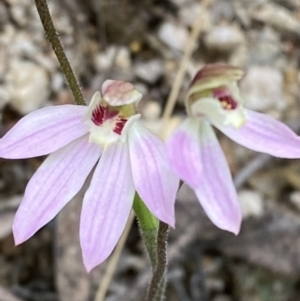 Caladenia carnea at Tidbinbilla Nature Reserve - 15 Oct 2023