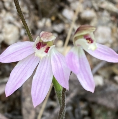 Caladenia carnea (Pink Fingers) at Tidbinbilla Nature Reserve - 15 Oct 2023 by Tapirlord