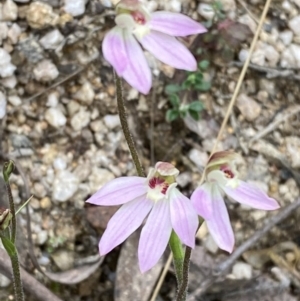 Caladenia carnea at Tidbinbilla Nature Reserve - 15 Oct 2023