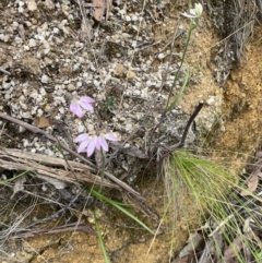 Caladenia carnea at Tidbinbilla Nature Reserve - 15 Oct 2023