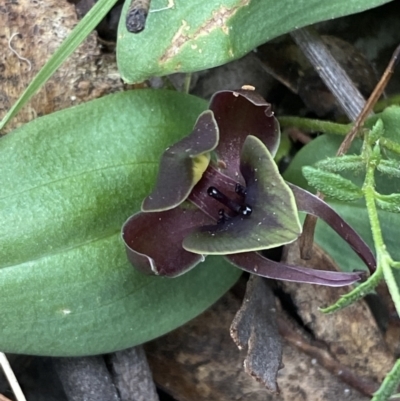 Chiloglottis valida (Large Bird Orchid) at Tidbinbilla Nature Reserve - 15 Oct 2023 by Tapirlord