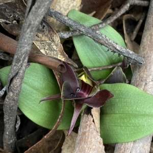 Chiloglottis valida at Tidbinbilla Nature Reserve - 15 Oct 2023