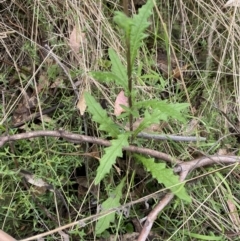 Senecio distalilobatus (Distal-lobe Fireweed) at Jedbinbilla - 15 Oct 2023 by Tapirlord