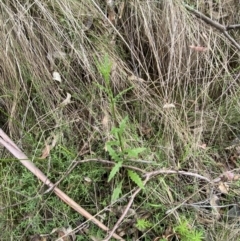 Senecio distalilobatus at Tidbinbilla Nature Reserve - 15 Oct 2023 10:47 AM