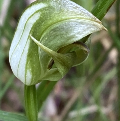 Pterostylis curta (Blunt Greenhood) at Paddys River, ACT - 14 Oct 2023 by Tapirlord