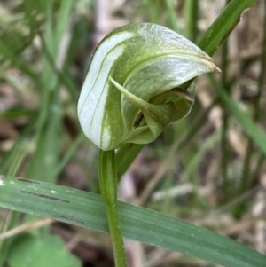 Pterostylis curta at Tidbinbilla Nature Reserve - suppressed