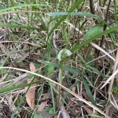 Pterostylis curta at Tidbinbilla Nature Reserve - suppressed