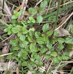 Australina pusilla subsp. muelleri (Small Shade Nettle) at Paddys River, ACT - 14 Oct 2023 by Tapirlord