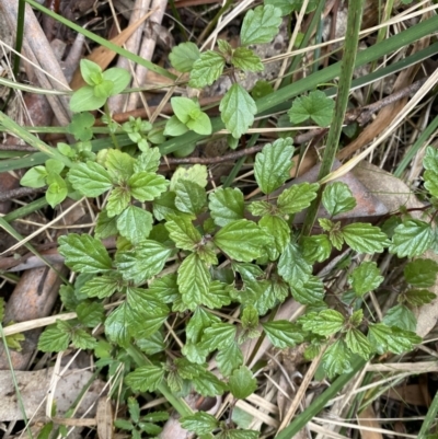 Australina pusilla subsp. muelleri (Small Shade Nettle) at Tidbinbilla Nature Reserve - 15 Oct 2023 by Tapirlord