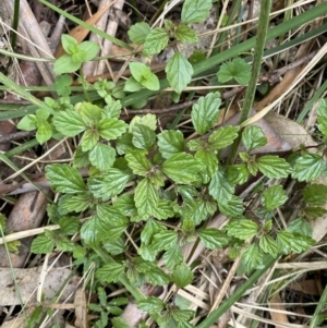 Australina pusilla subsp. muelleri at Tidbinbilla Nature Reserve - 15 Oct 2023