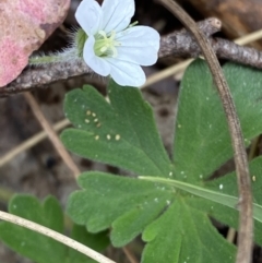 Geranium potentilloides var. potentilloides (Downy Geranium) at Paddys River, ACT - 14 Oct 2023 by Tapirlord