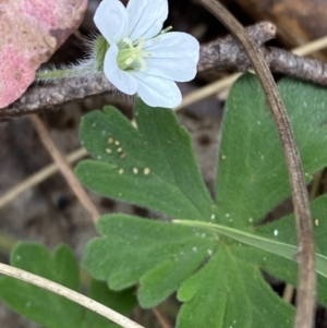 Geranium potentilloides var. potentilloides at Tidbinbilla Nature Reserve - 15 Oct 2023