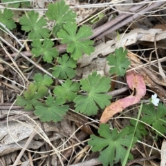 Geranium potentilloides var. potentilloides at Tidbinbilla Nature Reserve - 15 Oct 2023 10:29 AM