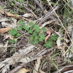 Geranium potentilloides var. potentilloides at Tidbinbilla Nature Reserve - 15 Oct 2023 10:29 AM