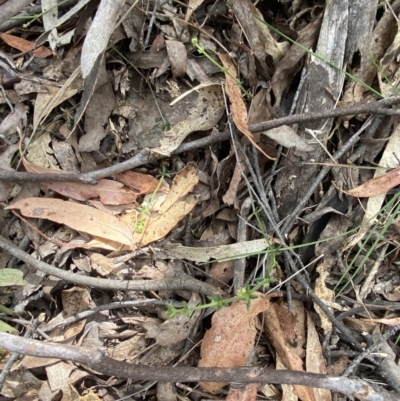 Galium ciliare subsp. ciliare at Tidbinbilla Nature Reserve - 14 Oct 2023 by Tapirlord