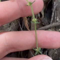 Galium ciliare subsp. ciliare at Tidbinbilla Nature Reserve - 15 Oct 2023 10:17 AM