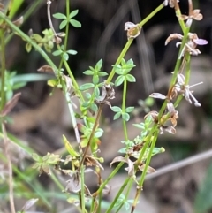 Galium leiocarpum (Maori Bedstraw) at Tidbinbilla Nature Reserve - 15 Oct 2023 by Tapirlord