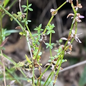 Galium leiocarpum at Tidbinbilla Nature Reserve - 15 Oct 2023