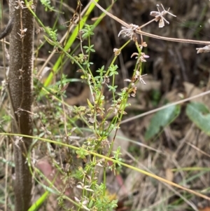 Galium leiocarpum at Tidbinbilla Nature Reserve - 15 Oct 2023