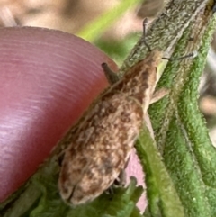 Lixus sp. (Lixus weevil) at Kangaroo Valley, NSW by lbradley