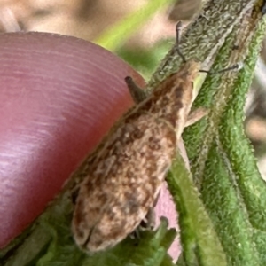 Lixus sp. at Kangaroo Valley, NSW - suppressed