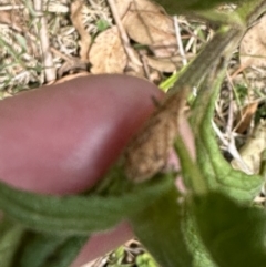 Lixus sp. at Kangaroo Valley, NSW - suppressed