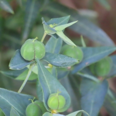 Euphorbia lathyris (Caper Spurge) at Tharwa, ACT - 21 Nov 2023 by SandraH