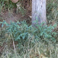 Euphorbia lathyris at Tharwa Bridge - 22 Nov 2023