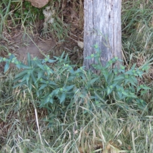 Euphorbia lathyris at Tharwa Bridge - 22 Nov 2023