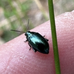 Arsipoda sp. (genus) (A flea beetle) at Kangaroo Valley, NSW - 22 Nov 2023 by lbradley