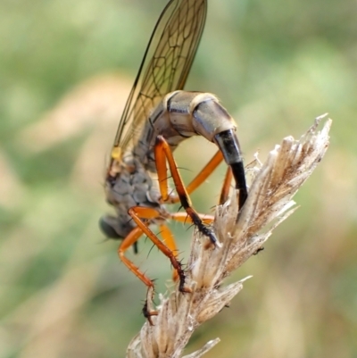 Cerdistus sp. (genus) (Slender Robber Fly) at Mount Painter - 21 Nov 2023 by CathB