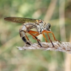 Cerdistus sp. (genus) at Mount Painter - 21 Nov 2023