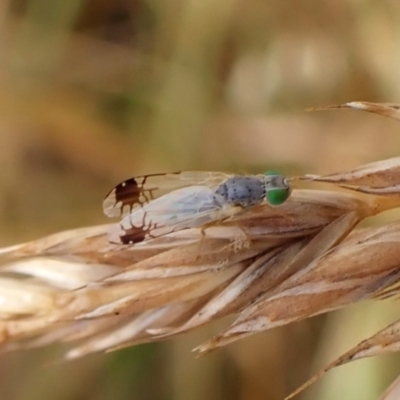 Trupanea (genus) (Fruit fly or seed fly) at Mount Painter - 21 Nov 2023 by CathB