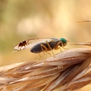 Trupanea (genus) at Mount Painter - 21 Nov 2023