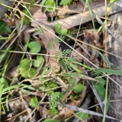 Oreomyrrhis eriopoda (Australian Carraway) at Tallaganda State Forest - 21 Nov 2023 by Csteele4