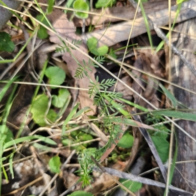 Oreomyrrhis eriopoda (Australian Carraway) at Tallaganda State Forest - 21 Nov 2023 by Csteele4