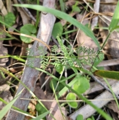 Oreomyrrhis eriopoda at QPRC LGA - 21 Nov 2023