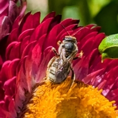 Lasioglossum (Chilalictus) sp. (genus & subgenus) (Halictid bee) at Acton, ACT - 22 Nov 2023 by HelenCross