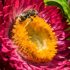 Lasioglossum (Chilalictus) sp. (genus & subgenus) at Undefined Area - 22 Nov 2023 12:30 PM