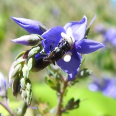 Hylaeus (Planihylaeus) quadriceps (Hylaeine colletid bee) at ANBG - 21 Nov 2023 by HelenCross