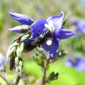 Hylaeus (Planihylaeus) quadriceps at ANBG - 22 Nov 2023