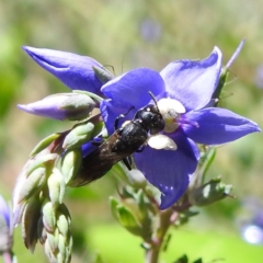 Hylaeus (Planihylaeus) quadriceps at ANBG - 22 Nov 2023 10:58 AM