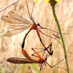 Harpobittacus sp. (genus) (Hangingfly) at Mount Painter - 21 Nov 2023 by CathB